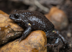 Pseudophryne dendyi