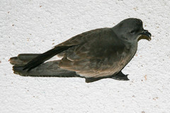 Hydrobates leucorhous