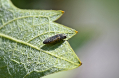 Acmaeodera cecropia