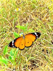 Danaus chrysippus