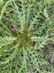 Cirsium souliei