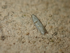 Symmocoides oxybiella