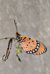 Acraea terpsicore