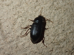 Harpalus rubripes