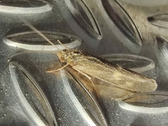 Neureclipsis bimaculata