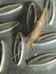 Neureclipsis bimaculata