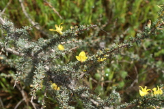 Aspalathus acanthophylla