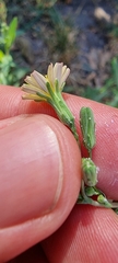 Lactuca serriola