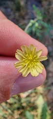 Lactuca serriola