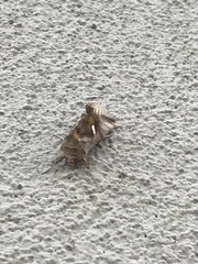 Autographa metallica