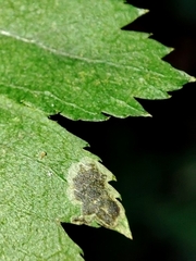 Stigmella paradoxa