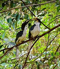 Ocyceros gingalensis