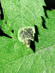 Stigmella paradoxa