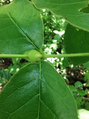 Glossostipula blepharophylla