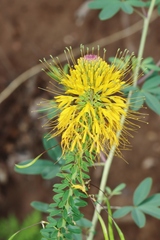 Cleomella lutea