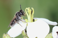 Panurginus albopilosus