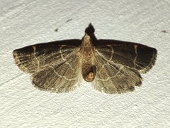 Hypsopygia glaucinalis