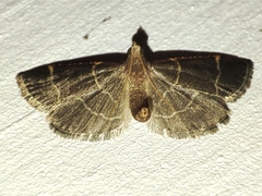 Hypsopygia glaucinalis