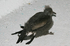 Hydrobates microsoma