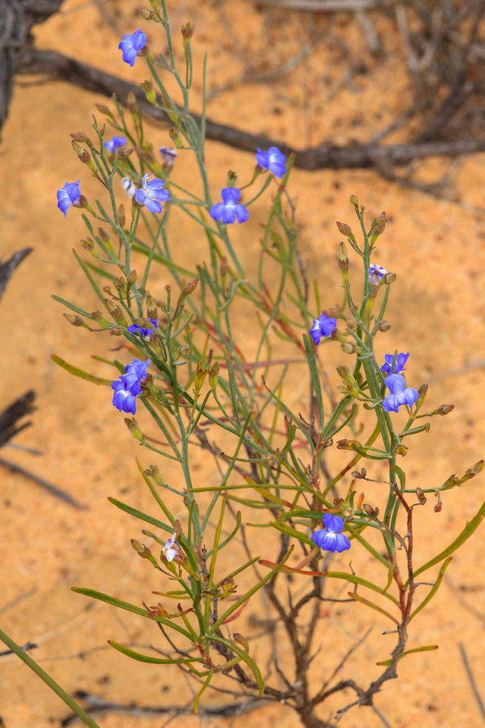 Goodenia hassallii