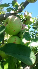 Diaspidiotus perniciosus