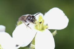 Panurginus albopilosus