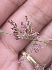 Arctagrostis latifolia