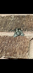 Ceratomia undulosa