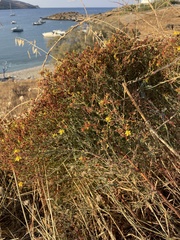 Hypericum triquetrifolium