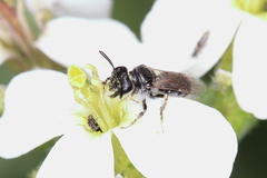 Panurginus albopilosus