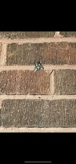 Ceratomia undulosa