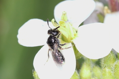 Panurginus albopilosus