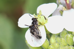 Panurginus albopilosus