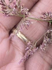 Arctagrostis latifolia