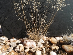 Eragrostis annulata