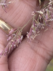 Arctagrostis latifolia