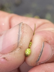 Rorippa palustris palustris