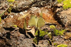 Appias sabina phoebe