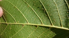 Chromaphis juglandicola