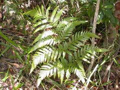 Lastreopsis marginans