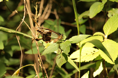 Papilio phorcas ansorgei