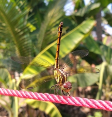 Potamarcha congener