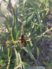 Oncopeltus fasciatus