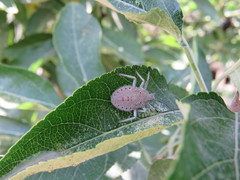 Apodiphus integriceps