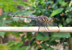 Potamarcha congener