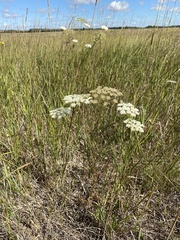 Kitagawia baicalensis