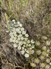 Kitagawia baicalensis