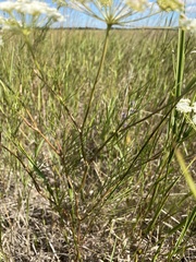 Kitagawia baicalensis