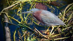 Butorides virescens image