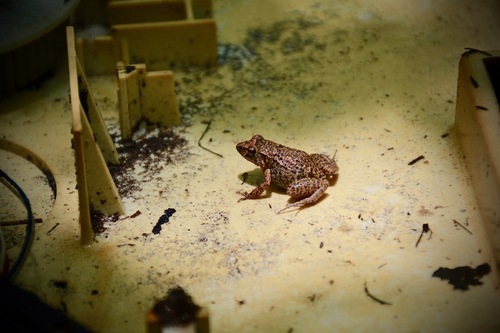 Greenhouse Frog, Florida, US, photo 7 of 10